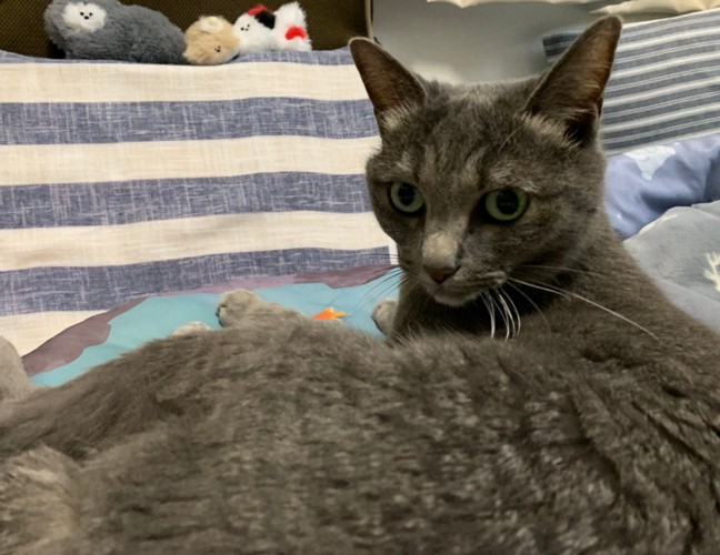 寝そべる猫