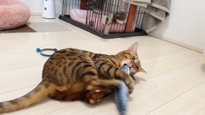 遊ぶ猫と落ちている首輪