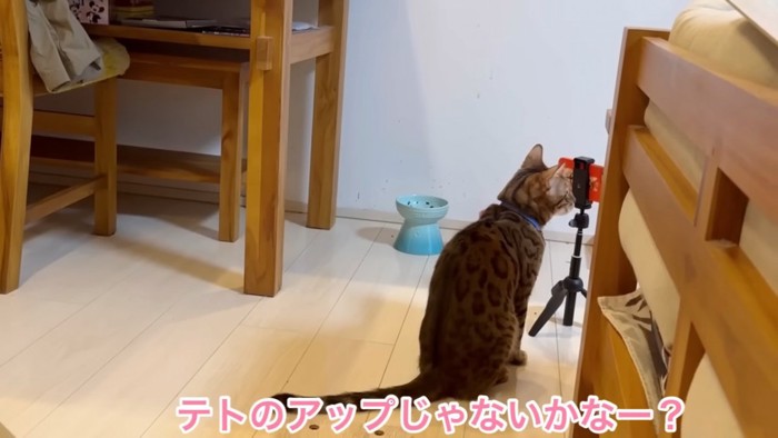 座る猫の後ろ姿