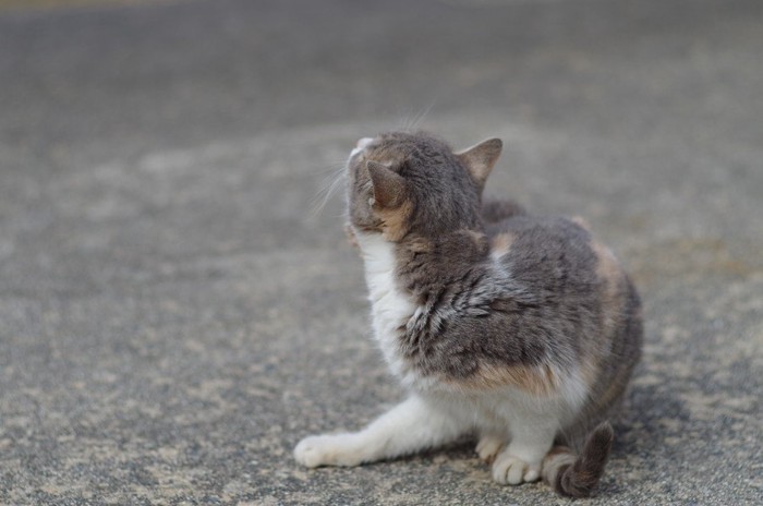 体を掻く猫