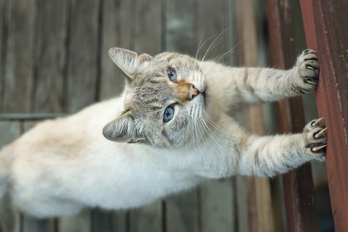 柱で爪を研ぐ猫