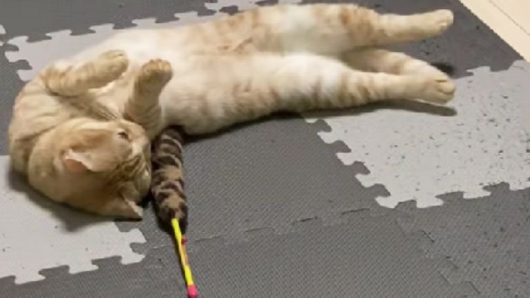 寝転がっている猫たち