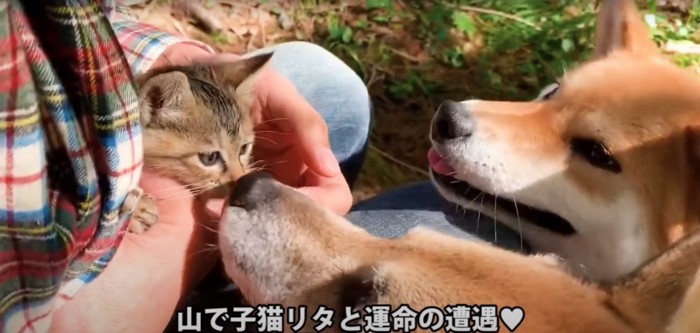 飼い主に抱っこされている子猫を見つめる柴犬2匹