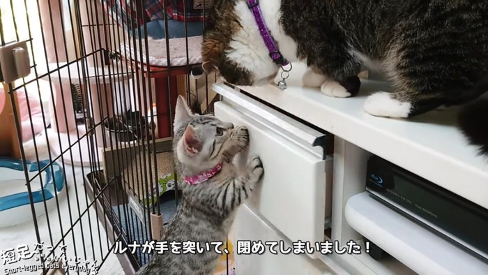 引き出しに前足を突く猫