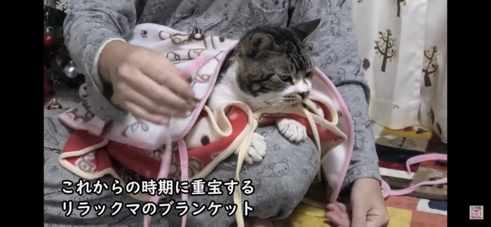 ブランケットにくるまる猫