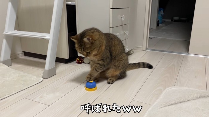 左手をベルに乗せている猫の正面姿