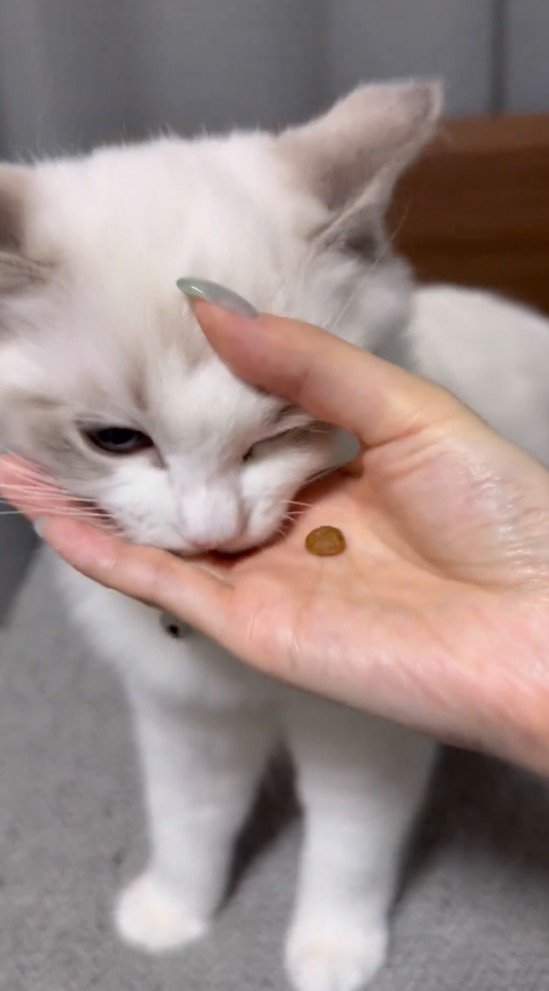 女性の指の輪に顔を押し当てて、輪をほどく猫