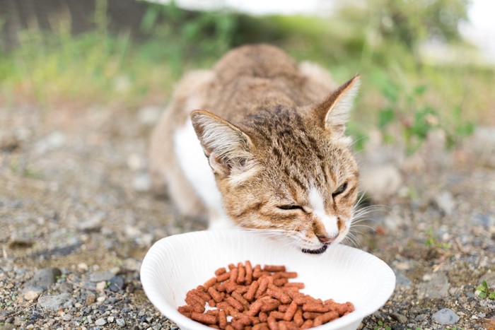 フードを食べる猫