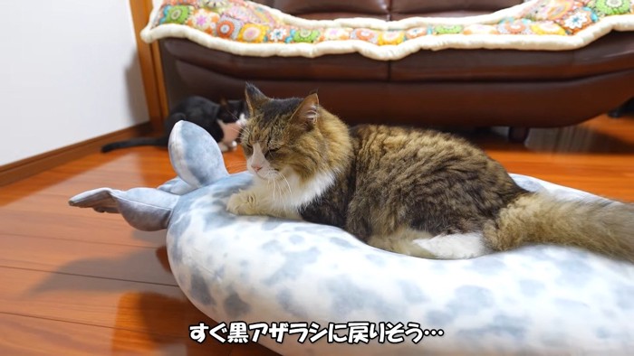 寛ぐ姿