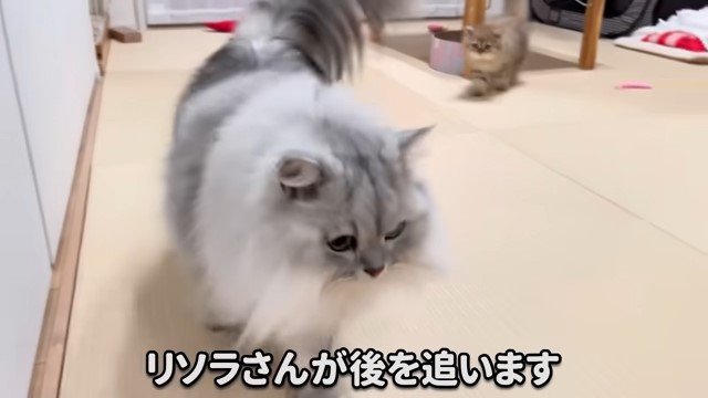 歩く猫を追う子猫