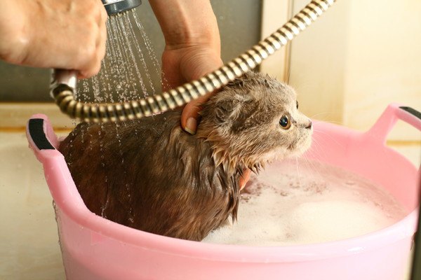 シャワーとピンクの入れ物に入った猫