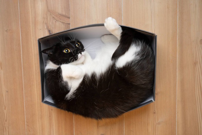 触られるのを嫌がる猫