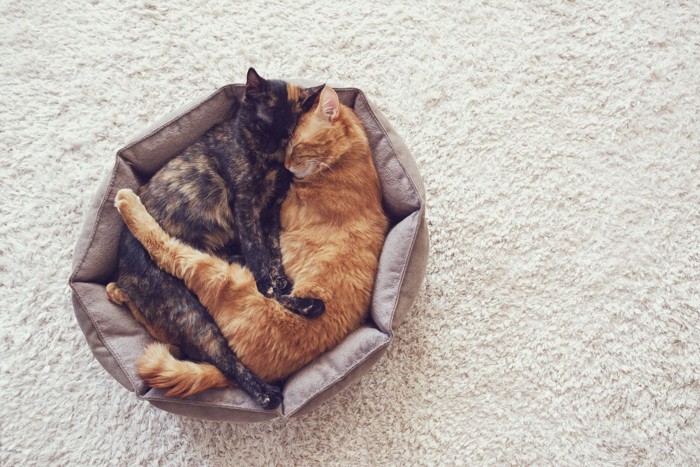 眠る猫たち