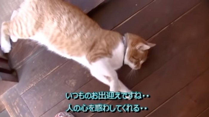 出迎える猫