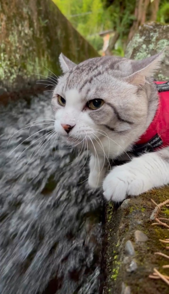 遠くを見る猫