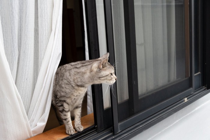 外に出ようとする猫