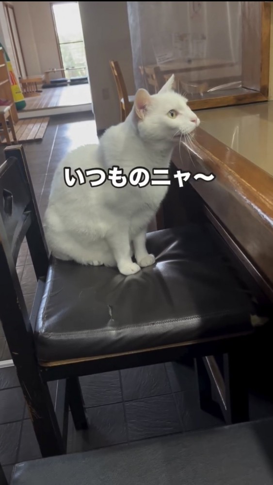 カウンター席に座る猫