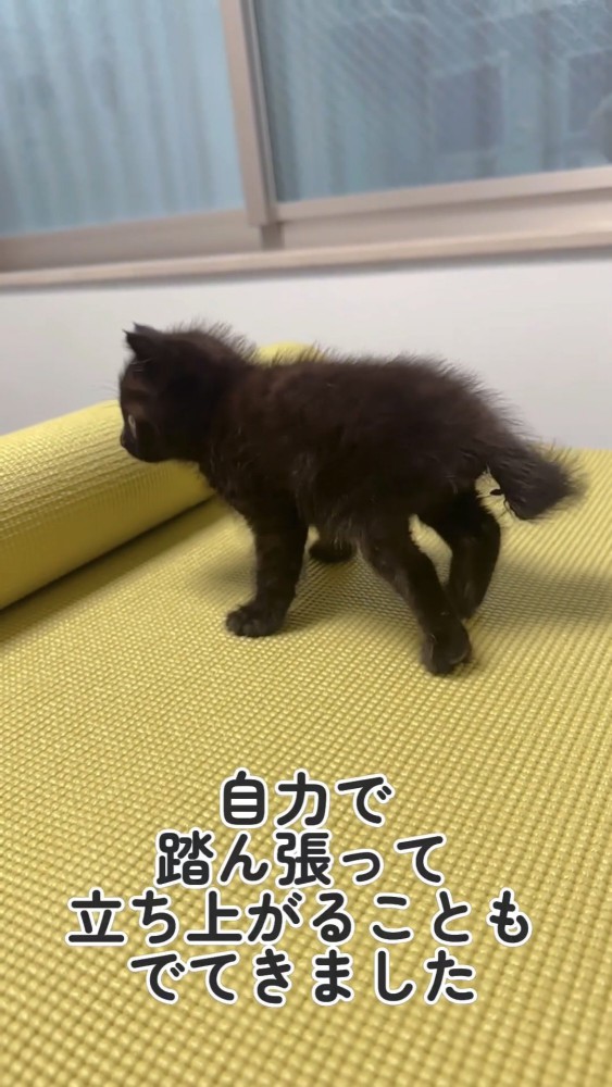 歩く黒猫