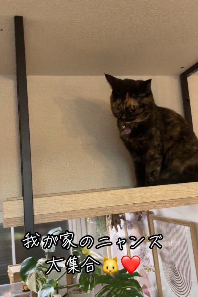 座っている猫