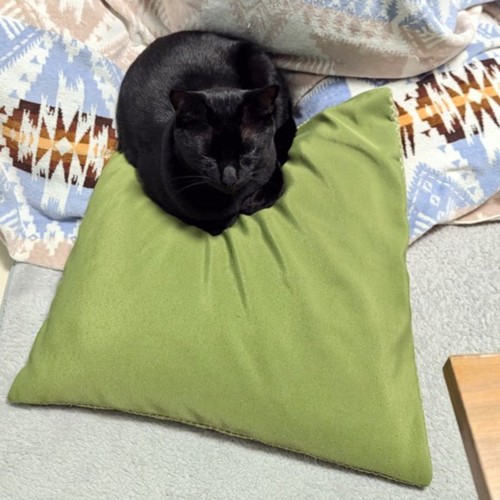 丸まる黒猫