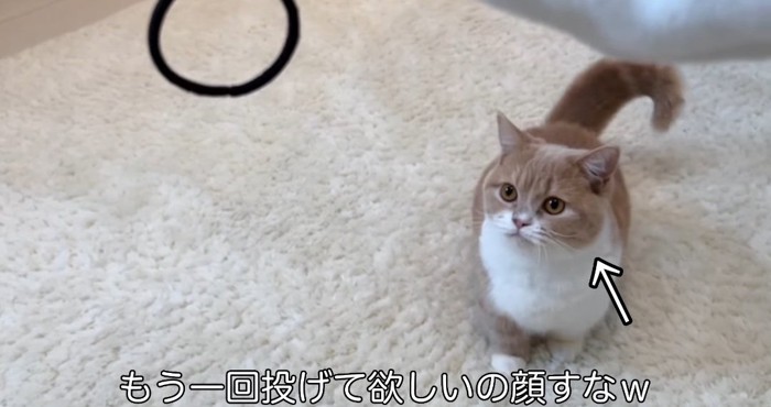 見上げる猫