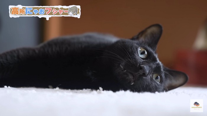 横たわる黒猫アップ