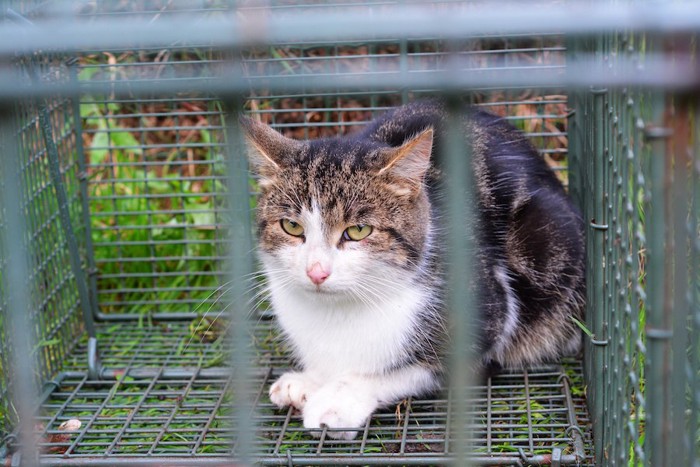 捕獲器の中に入った猫