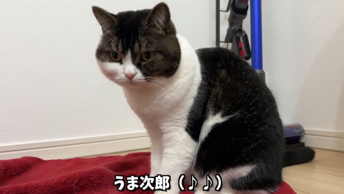 座る猫