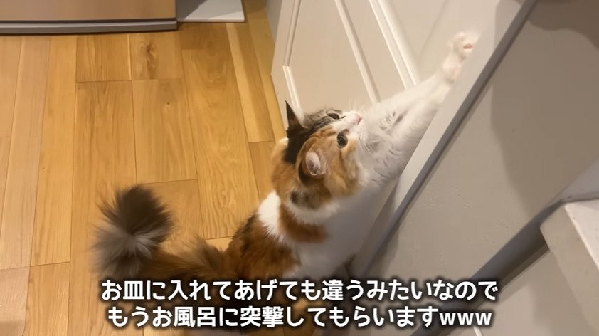 ドアに寄りかかる猫