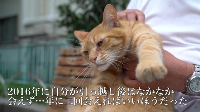 抱っこされる猫