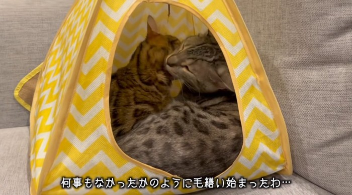 毛繕いをする猫