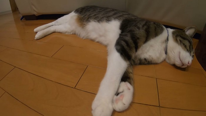 床の上に横たわって寝ている猫