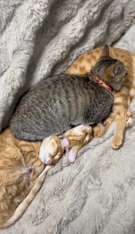 キジトラ柄の猫に乗られる2頭の茶トラ柄の猫