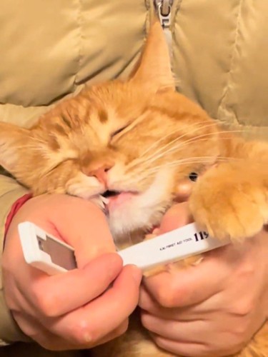目を閉じる猫