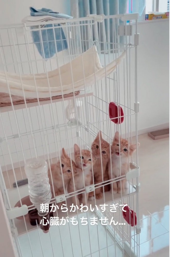 こちらを見つめる子猫