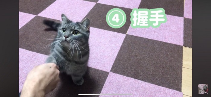 握手する猫