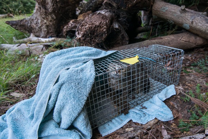 捕獲器に捕まった野良猫