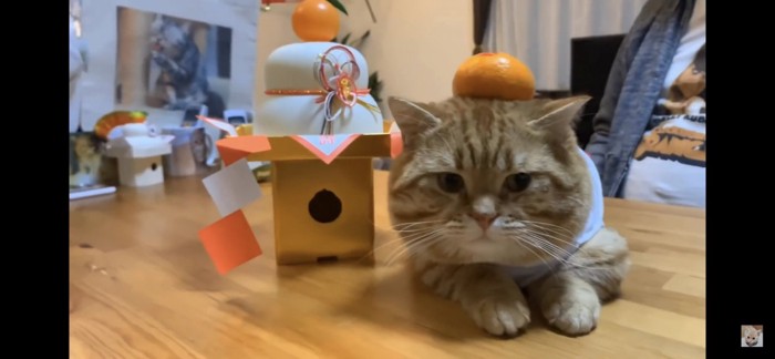 鏡餅の横で座る猫