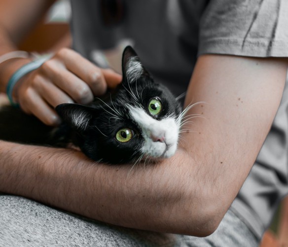 飼い主に抱っこされてこちらを見つめる白黒猫