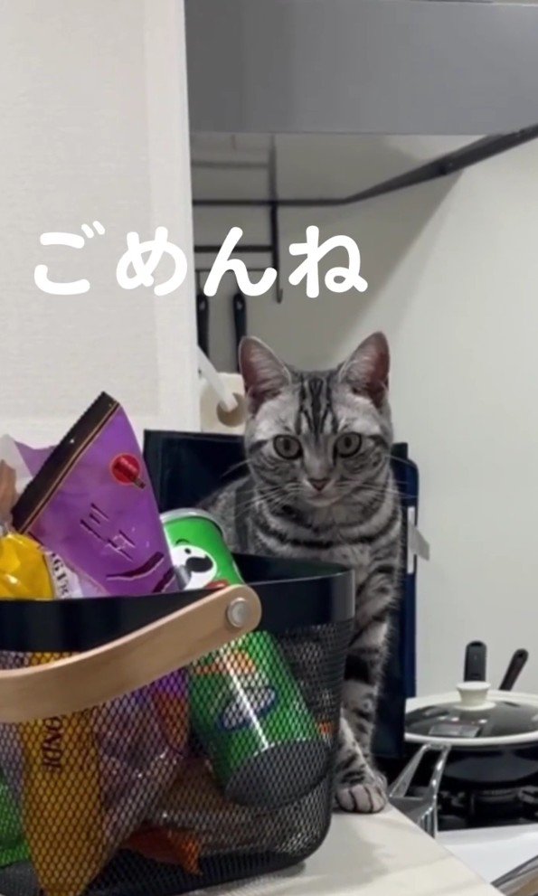 真顔のぺぺちゃん