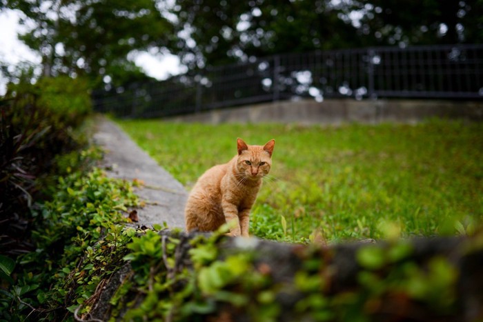 こちらを見る野良猫