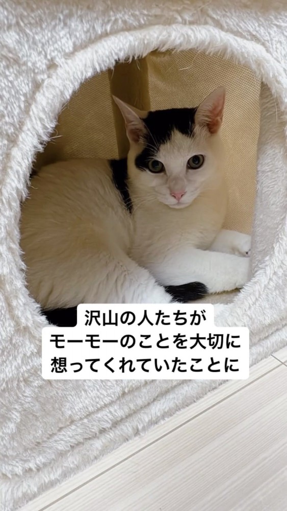 ペットハウスの中にいる猫