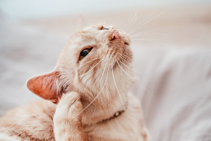 耳を痒がる猫