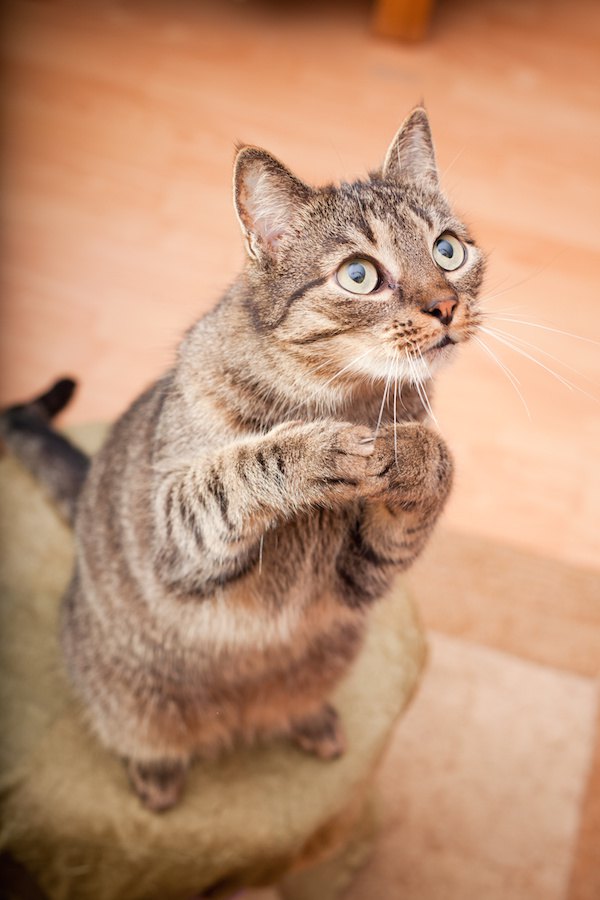 手を合わせて上目遣いをする猫