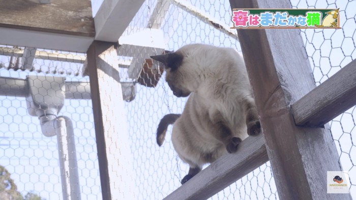 ベランダ屋外のシャム猫