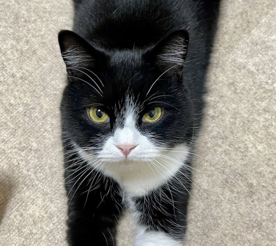 床に伏せながら飼い主さんを見上げる猫