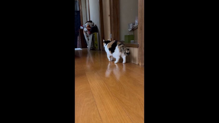 左前足を上げた後ろ姿