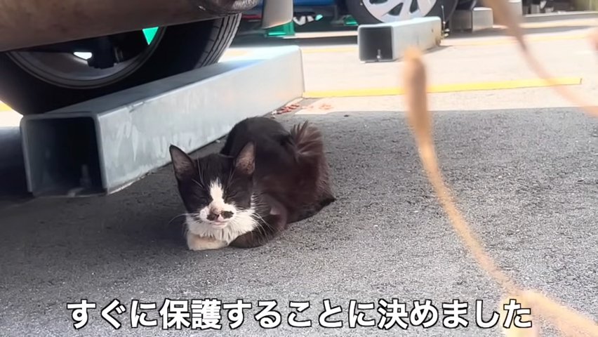 車の下にいる猫