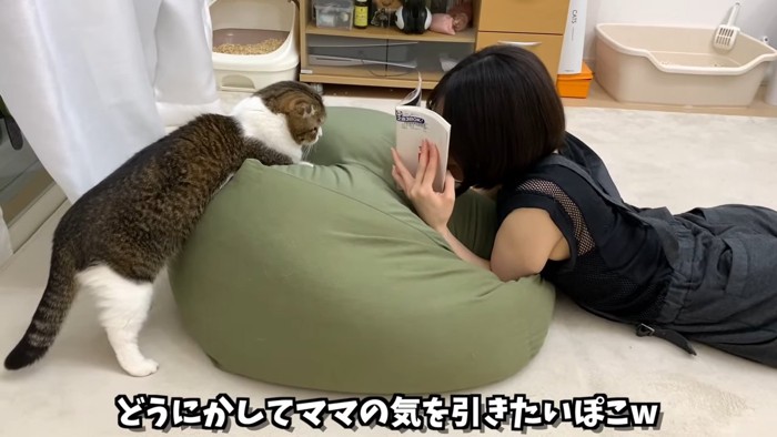 向かい合う人と猫