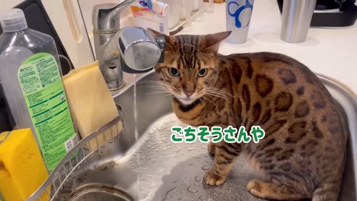 キッチンのシンクの中に座る猫